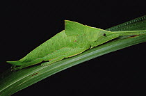 Katydid (Tettigoniidae) camouflaged on leaf blade, Tam Dao National Park, Vietnam