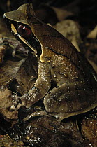 Southeast Asian Horned Frog (Megophrys lateralis) mimics dead leaf litter, Tam Dao National Park, Vietnam