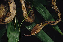 Colubrid Snake (Boiga sp) newly discovered species in vegetation with tongue extended, Tam Dao National Park, Vietnam