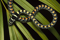 Colubrid Snake (Boiga sp) a flying snake, new species, Tam Dao National Park, Vietnam