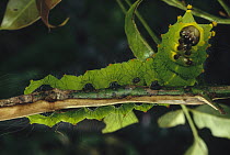 Caterpillar on branch, Tam Dao National Park, Vietnam