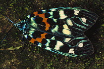 Moth, Tam Dao National Park, Vietnam