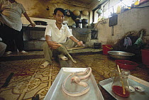 Snake is skinned alive at a Hanoi restaurant, blood, heart and genitals at right are thought to confer virility, Vietnam