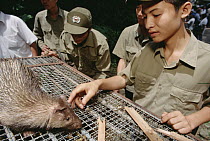 Asiatic Brush-tailed Porcupine (Atherurus macrourus) atop cage about to be released back into the wild by rangers, Tam Dao National Park, Vietnam