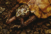 Black-breasted Leaf Turtle (Geoemyda spengleri) eating a worm, Tam Dao National Park, Vietnam