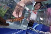 Tam Dao Newt (Paramesotriton deloustali) for sale in pet store, an endangered victim of the illegal pet trade, Tam Dao National Park, Vietnam
