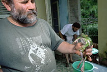 Russian Herpetologist Nikolai Orlov holding Foam Nest Tree Frog (Polypedates dennysi) newly identified species of Gliding Frog, the largest in the world, Tam Dao National Park, Vietnam