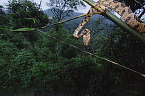 Colubrid Snake (Boiga sp) newly discovered species climbing from branch, underside view, Tam Dao National Park, Vietnam