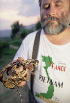 Colubrid Snake (Boiga sp), a newly described species held by Russian herpetologist Nikolai Orlov, Tam Dao National Park, Vietnam