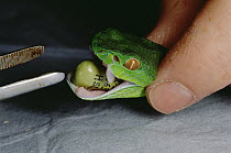 Asian Pit Viper (Trimeresurus sp) is forced to swallow radio transmitter, Tam Dao National Park, Vietnam