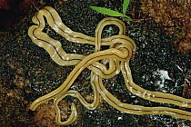 Twelve inch long Flatworm, Tam Dao National Park, Vietnam