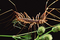 Centipede (Scutigera sp) eating a Katydid, Tam Dao National Park, Vietnam