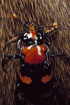 American Burying Beetle (Nicrophorus americanus) female on fur, North America