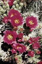 Blooming cactus with scarlet flowers, Wah Wah Mountains, Utah