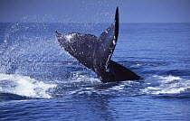Humpback Whale (Megaptera novaeangliae) tail lobs, Maui, Hawaii - notice must accompany publication; photo obtained under NMFS permit 987