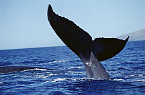 Humpback Whale (Megaptera novaeangliae) tail lobs, Maui, Hawaii