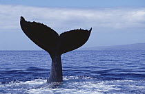 Humpback Whale (Megaptera novaeangliae) tail lob, Maui, Hawaii - notice must accompany publication; photo obtained under NMFS permit 987