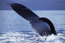 Humpback Whale (Megaptera novaeangliae) tail lobs, Maui, Hawaii - notice must accompany publication; photo obtained under NMFS permit 987