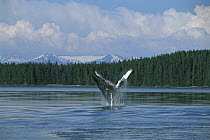Humpback Whale (Megaptera novaeangliae) breaching, Southeast Alaska