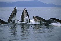 Humpback Whale (Megaptera novaeangliae) pod engages in cooperative gulp feeding on herring school, southeast Alaska