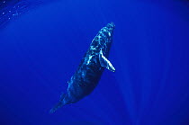 Humpback Whale (Megaptera novaeangliae) swimming, underwater, Maui, Hawaii - notice must accompany publication; photo obtained under NMFS permit 987