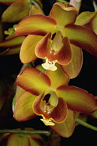 Orchid (Eriopsis sceptrum), Sipapo Tepui, Venezuela