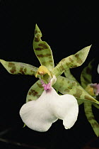 Orchid, Sipapo Tepui, Venezuela