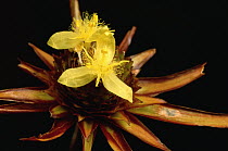 Yellow-eyed Grass (Xyris involuevata) flower, Autana Tepui, Venezuela