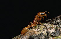 Ant (Pseudomyrmex sp) portrait, close up, Sipapo Tepui, Venezuela
