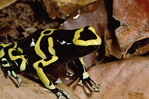 Yellow-banded Poison Dart Frog (Dendrobates leucomelas) of unusual color, Lake Leopoldo, Venezuela