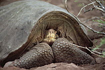 Pinzon Island Tortoise (Chelonoidis nigra ephippium) large old tortoise resting in the depression of his shell which is used as overnight shelter, Pinzon Island, Galapagos Islands, Ecuador