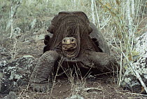 Pinzon Island Tortoise (Chelonoidis nigra ephippium) large old male, Pinzon Island, Galapagos Islands, Ecuador