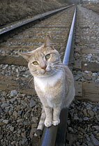 Orange Tabby cat named Skittles, sitting on railroad tracks, traveled 350 miles cross-country to return home after being separated from his owners, Minnesota