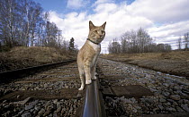 Orange Tabby cat named Skittles, walking along railroad tracks, traveled 350 miles cross-country to return home after being separated from his owners, Minnesota