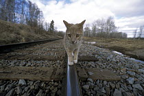 Orange Tabby cat named Skittles, walking along railroad tracks, traveled 350 miles cross-country to return home after being separated from his owners, Minnesota