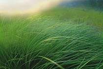 Breeze blown grass of lakeside sedge meadow, Moose Lake, Boundary Water Canoe Area Wilderness, Minnesota