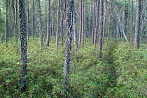 Black Spruce (Picea mariana) forest with Moose trail, Superior National Forest, Minnesota