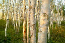 Birch (Betula sp) sunlit grove, Superior National Forest, Minnesota