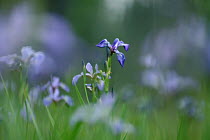 Western Blue Flag Iris (Iris missouriensis) flowers, Superior National Forest, Minnesota