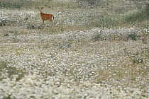 White-tailed Deer (Odocoileus virginianus) in meadow full of daisies, Minnesota