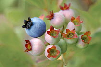 Blueberry (Vaccinium sp) cluster fruiting, Superior National Forest, Minnesota
