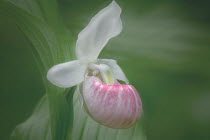 Showy Lady's Slipper (Cypripedium reginae) orchid, Northwoods, Minnesota