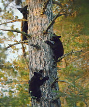 Black Bear (Ursus americanus) cubs in tree, Northwoods, Minnesota