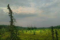 Boreal forest and meadow in taiga, Northwoods, Minnesota