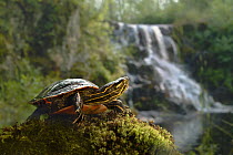 Painted Turtle (Chrysemys picta) near waterfall, Superior National Forest, Minnesota
