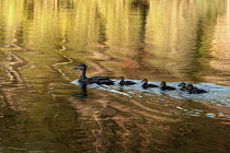 American Black Duck (Anas rubripes) mother with five chicks on water, Northwoods, Minnesota