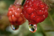 Bramble (Rubus sp), rasberries with dew drops, Northwoods, Minnesota