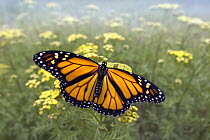 Monarch (Danaus plexippus) butterfly, Minnesota