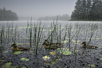 American Black Duck (Anas rubripes) group on lake in thunder storm, Northwoods, Minnesota