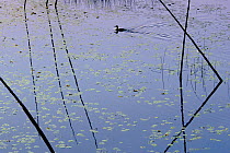 Common Loon (Gavia immer) swimming amid reeds on Rookie Lake, Northwoods, Minnesota